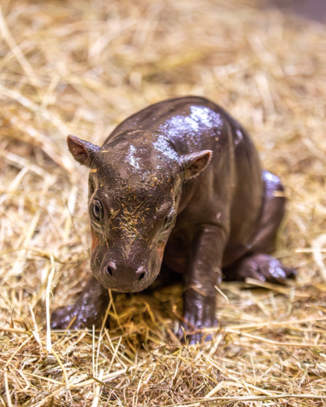 Edinburgh Zoo Reveals Name of Newest Pygmy Hippo Calf: Annie