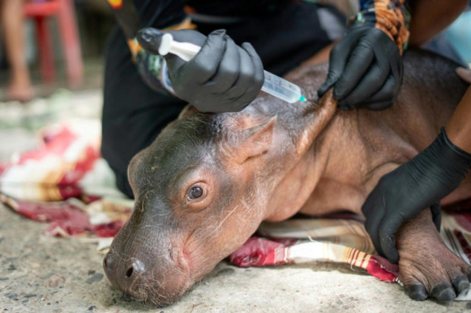 Baby hippo descended from Escobar's herd rescued in Colombia