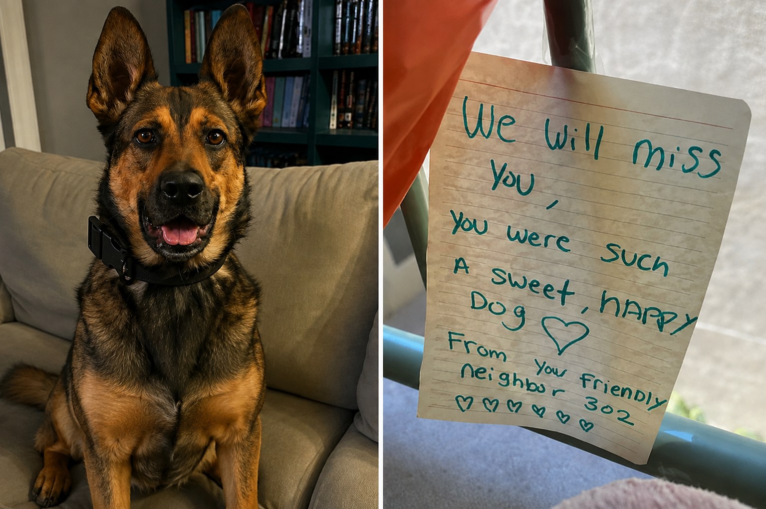 Beloved Trump Administration K9 Dies After Tragic Vehicle Accident